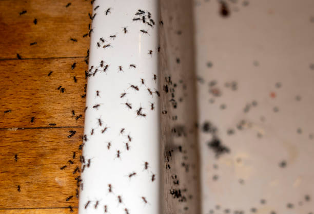 Best Insect Control  in San Diego, TX